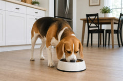 How to Build a No-Rinse Pet Cleaning Routine After Walks, Meals & Couch Time
