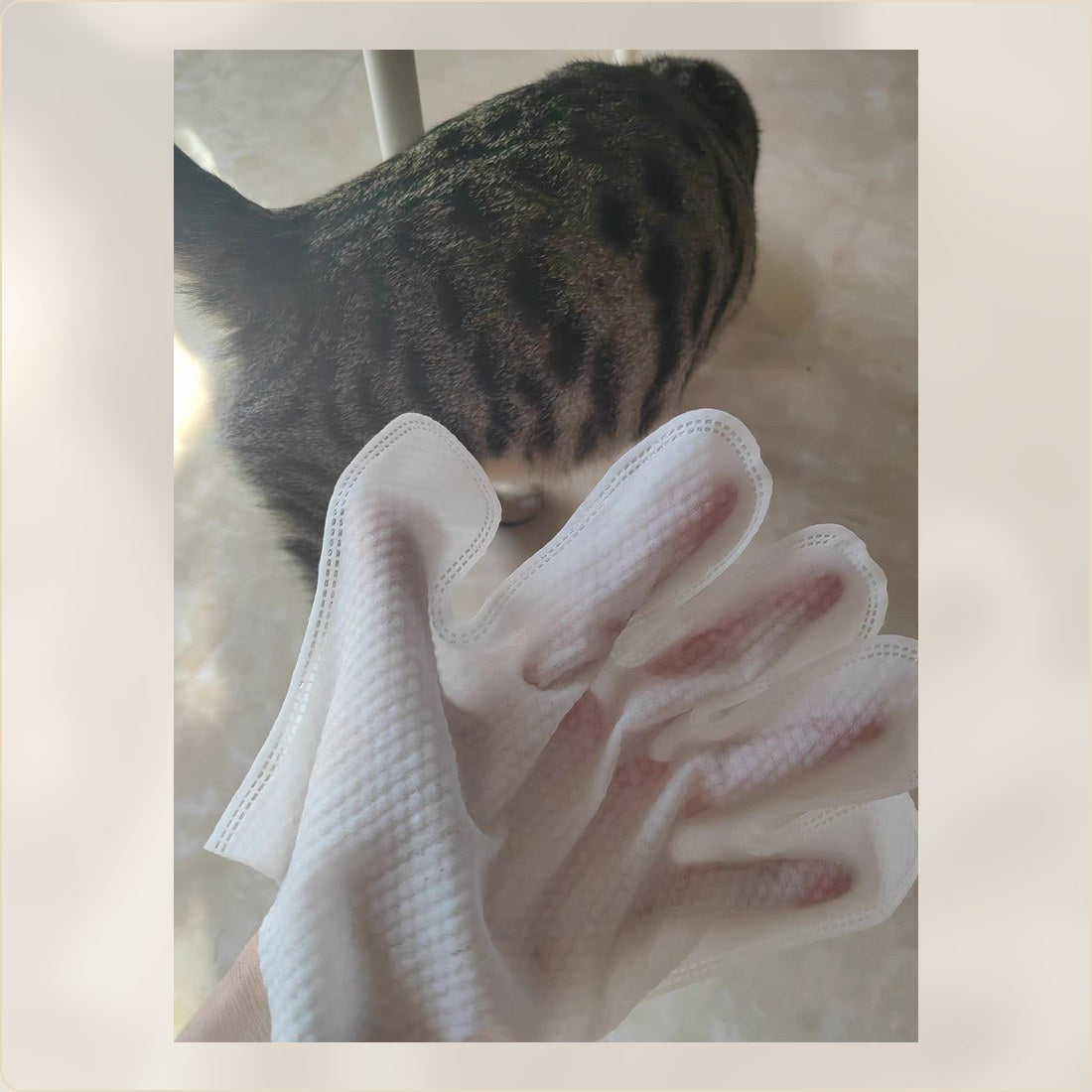 Cat daily cleanup with a soft grooming glove