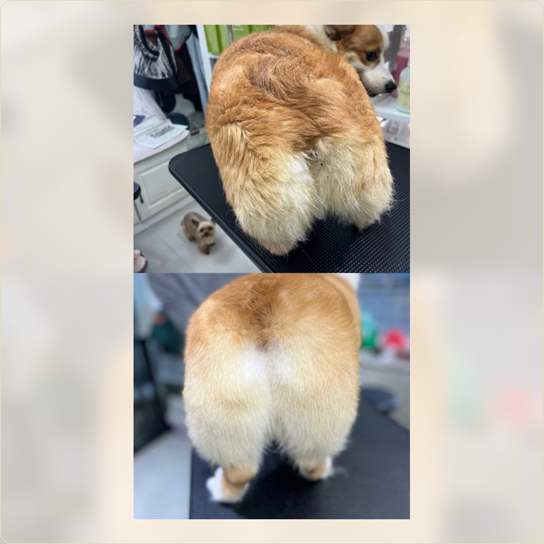 Cat coat before and after loose hair cleanup