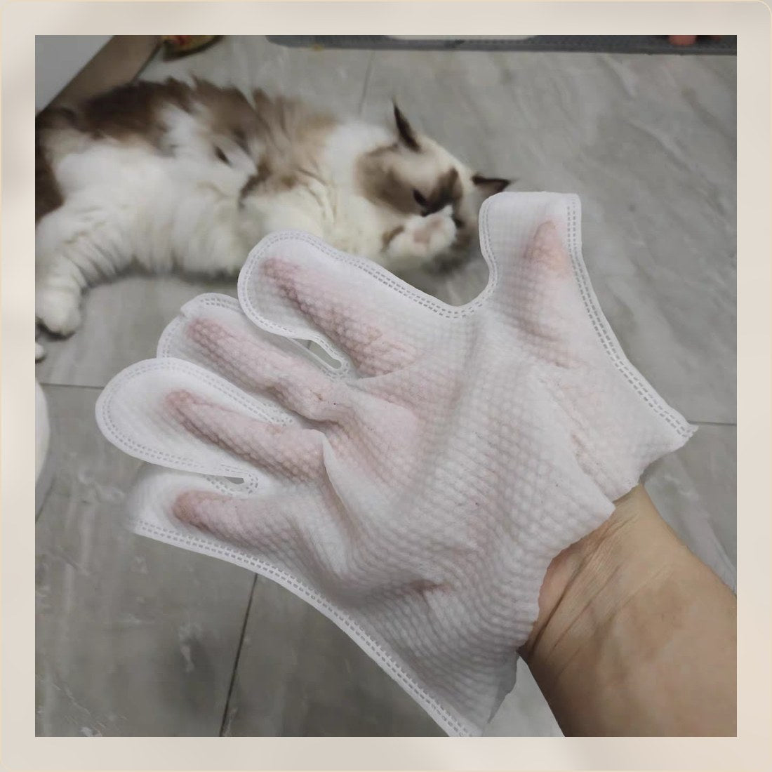 Cat beside a no-rinse grooming glove for daily cleanup