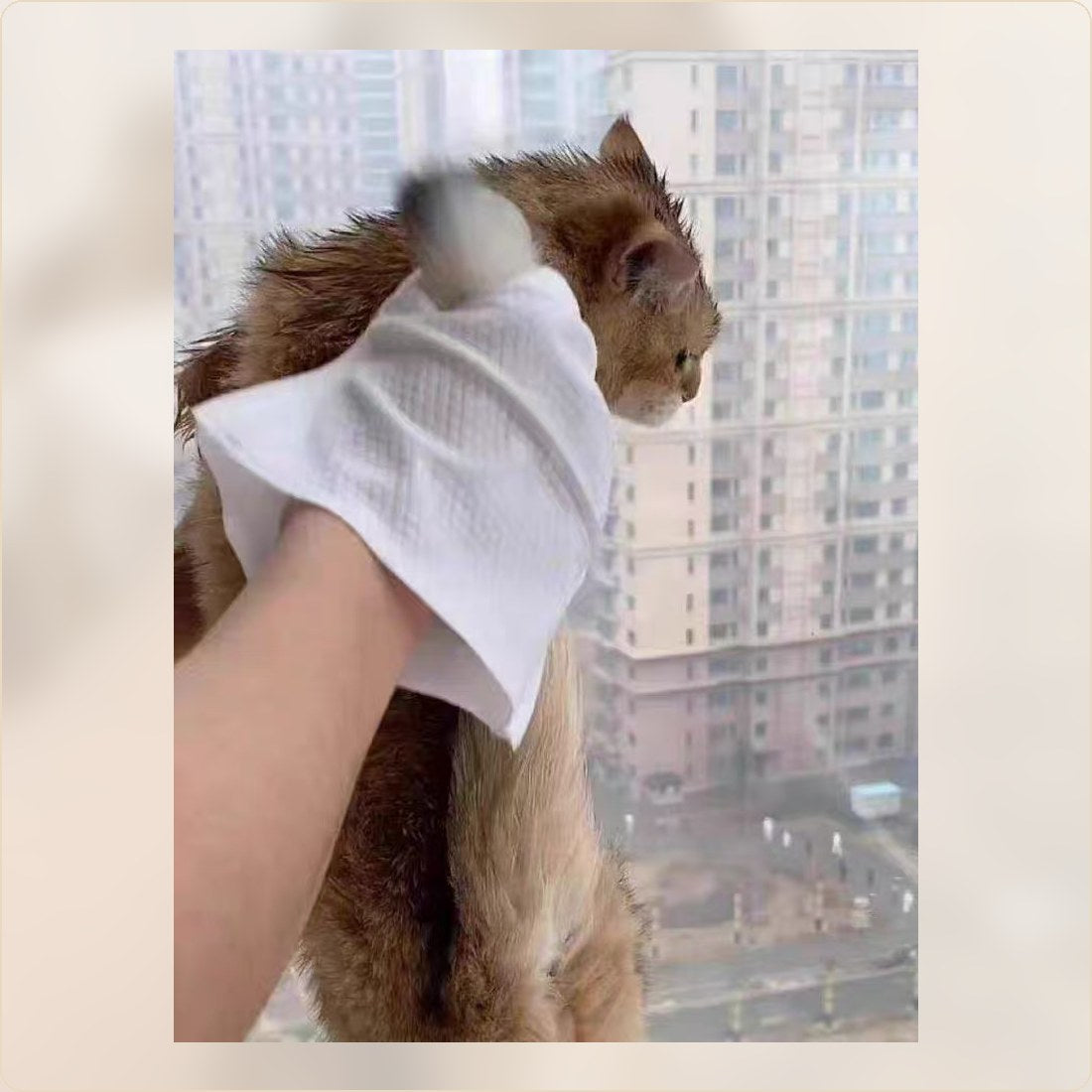 Cat by a window during a grooming wipe routine