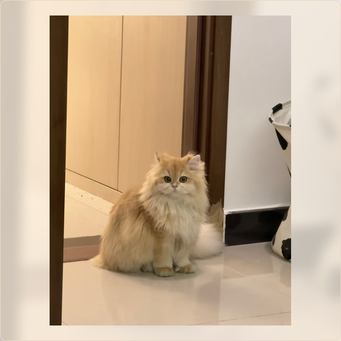 Fluffy cat sitting at home after a cleaner coat care routine