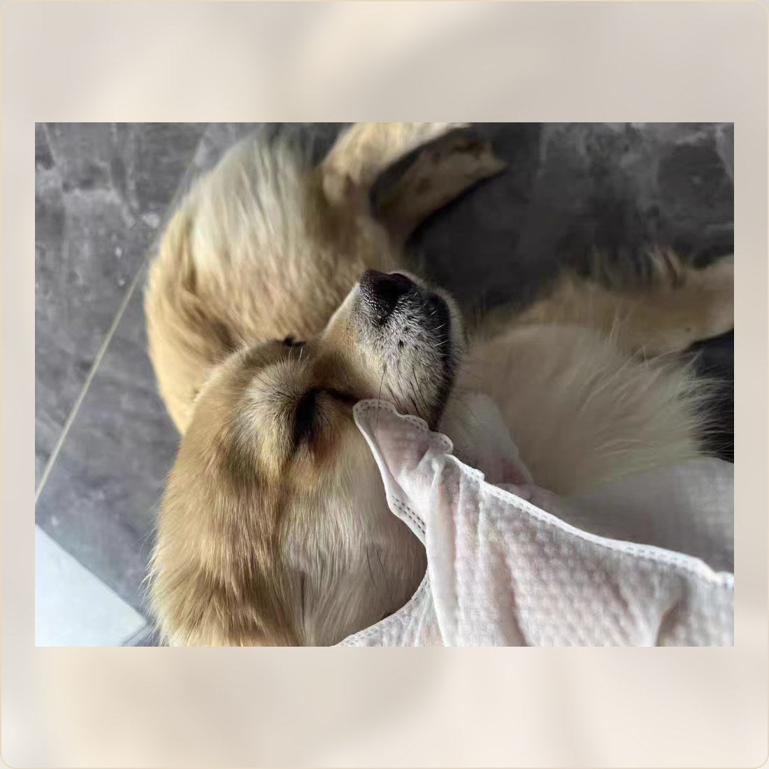 Golden dog receiving a gentle wipe around the face