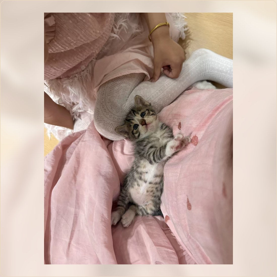 Kitten receiving a gentle home cleanup routine