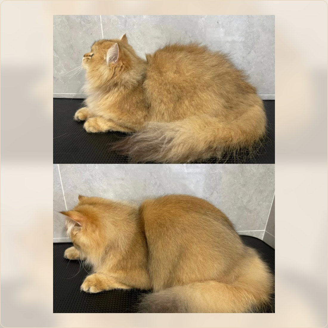 Long hair cat before and after smoother coat care