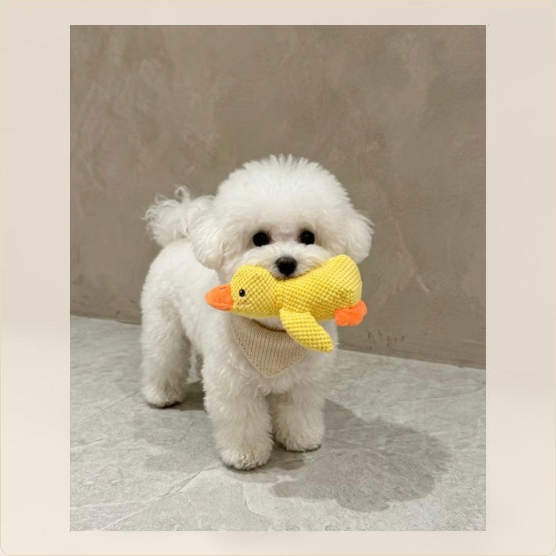 Small white dog with a fresh soft coat at home