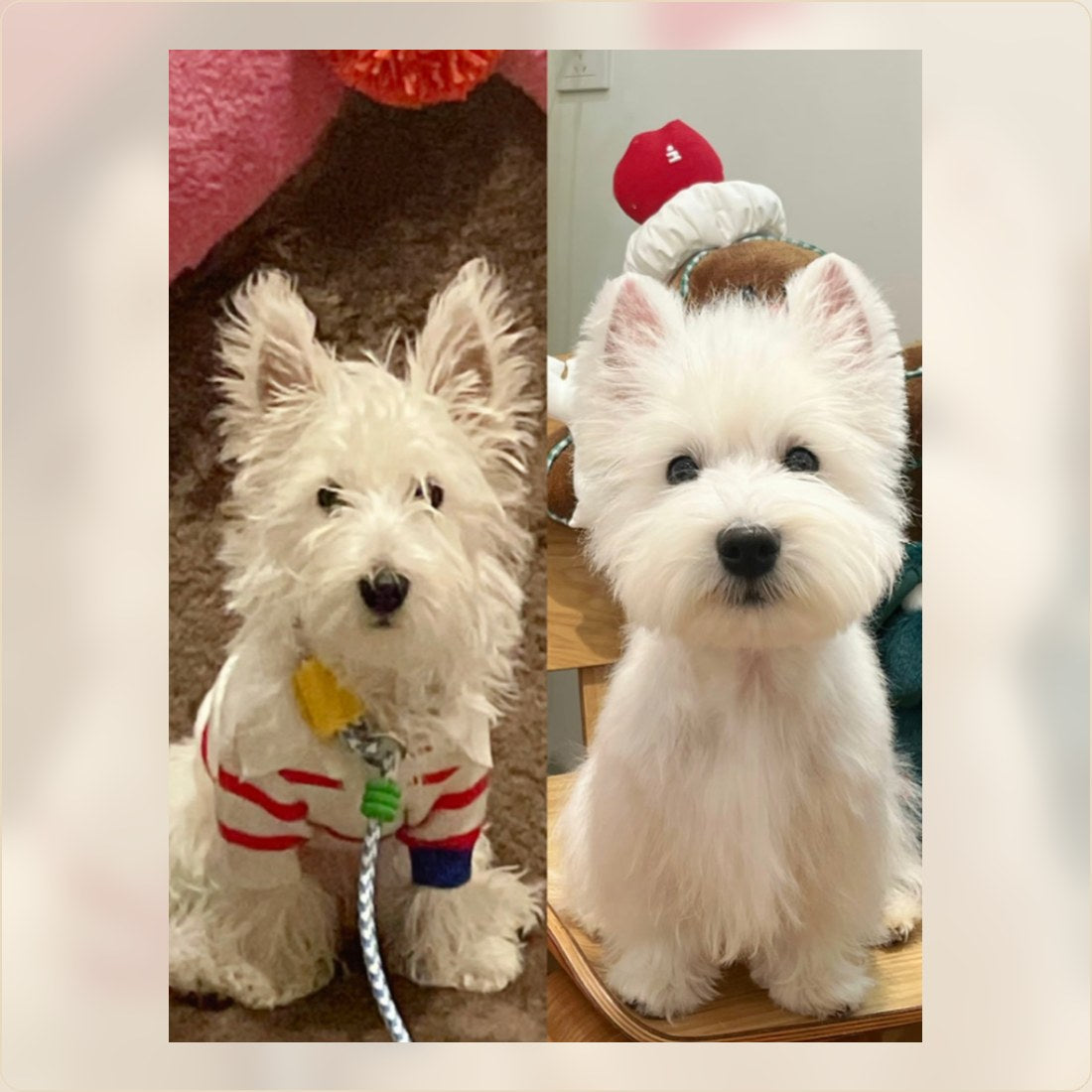 Two small dogs looking clean after a home grooming routine