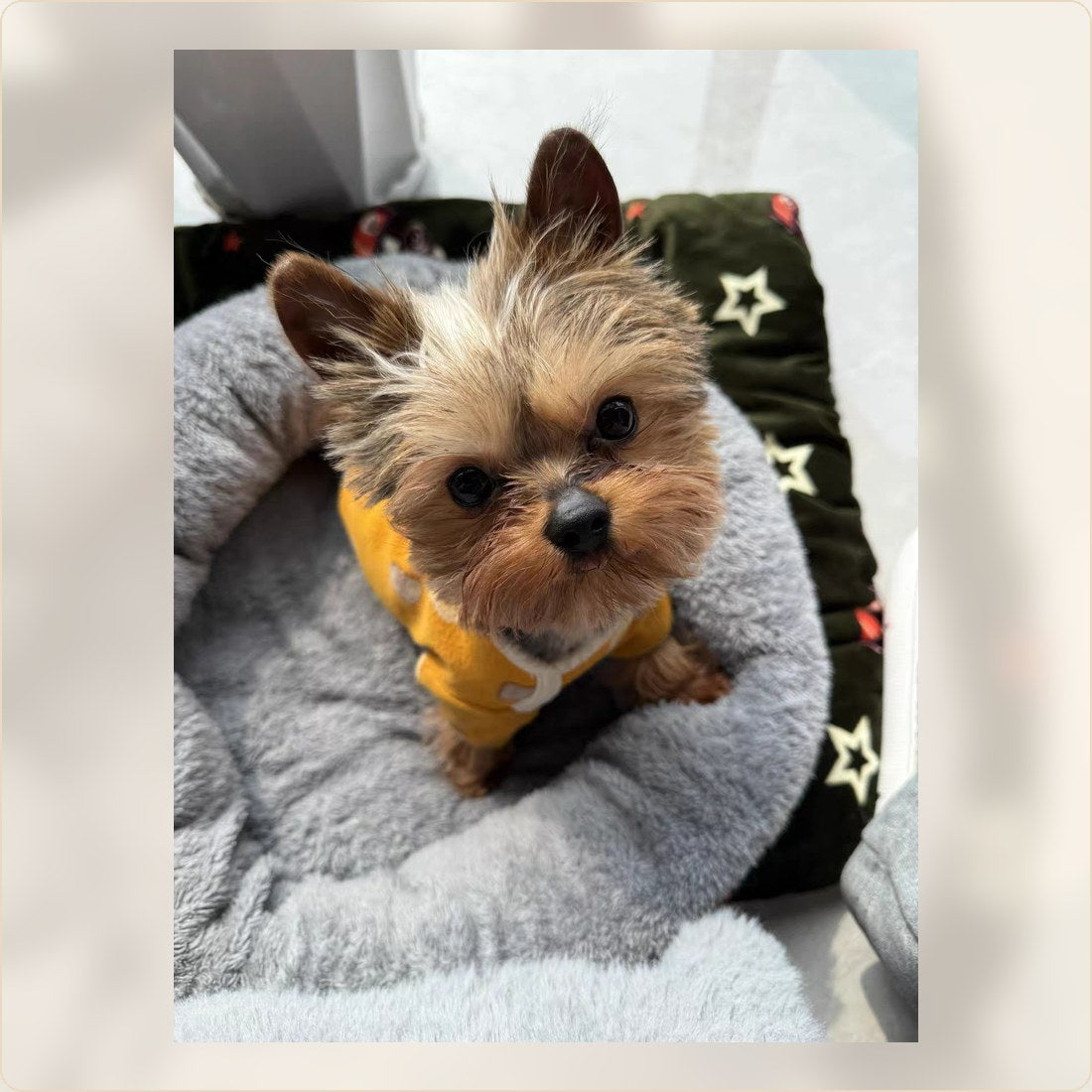 Small Yorkie resting after a fresh coat care routine